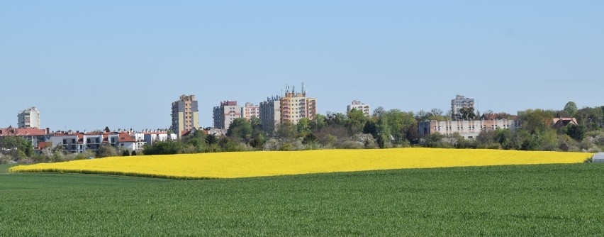 Malbork. Powszechny Spis Rolny 2020 odbędzie się także w mieście. Na ilu hektarach gospodarują rolnicy?