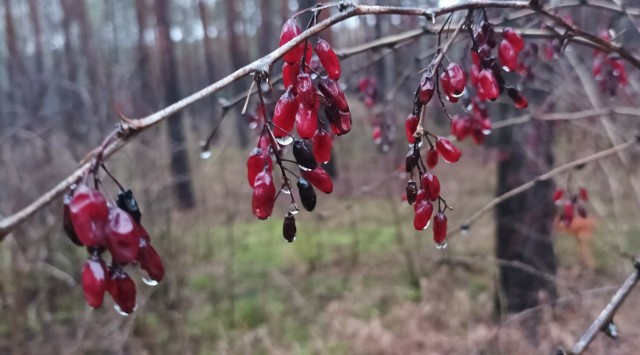 Na razie w regionie mamy niżową, deszczową aurę, ale za kilka dni niebo zrobi się bardziej pogodne, mocniej zaświeci słońce.