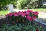 Ogród Botaniczny w Kielcach pełen soczystej zieleni i okazałych kwiatów. W weekend bilety dużo tańsze  