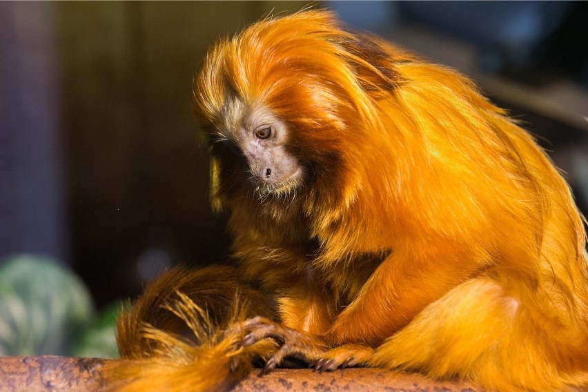 Toruński Ogród Zoobotaniczny należy do najmniejszych w...