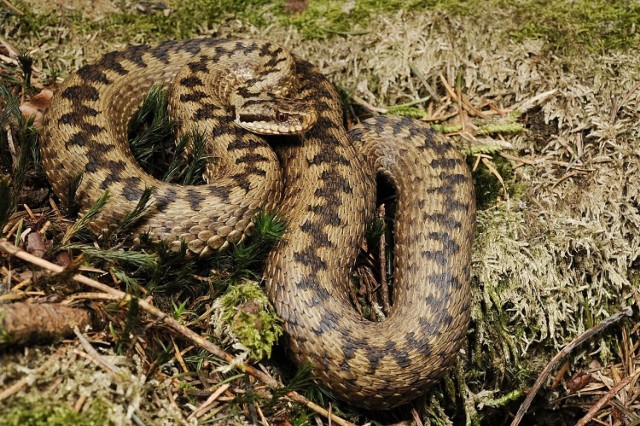 Żmija zygzakowata to jedyny jadowity wąż w Polsce. Uwielbia się wygrzewać na polanach, czy kamieniach. Dlatego turyści w Tatrach muszą uważać, gdzie kładą stopę, albo siadają