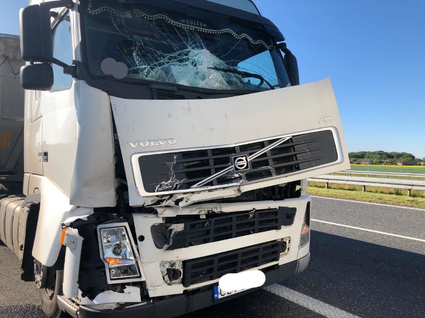 Wypadek dwóch samochodów ciężarowych na autostradzie A1 pod Włocławkiem [zdjęcia]