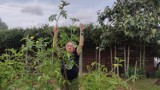 Niespotykanie wysoki krzak pomidora na działce w Piotrkowie, urósł na ponad 3 metry.  ZDJĘCIA
