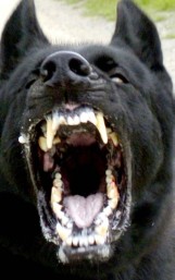 Groźny pies w Obornikach: Atakuje ludzi na obwodnicy przez Rudki