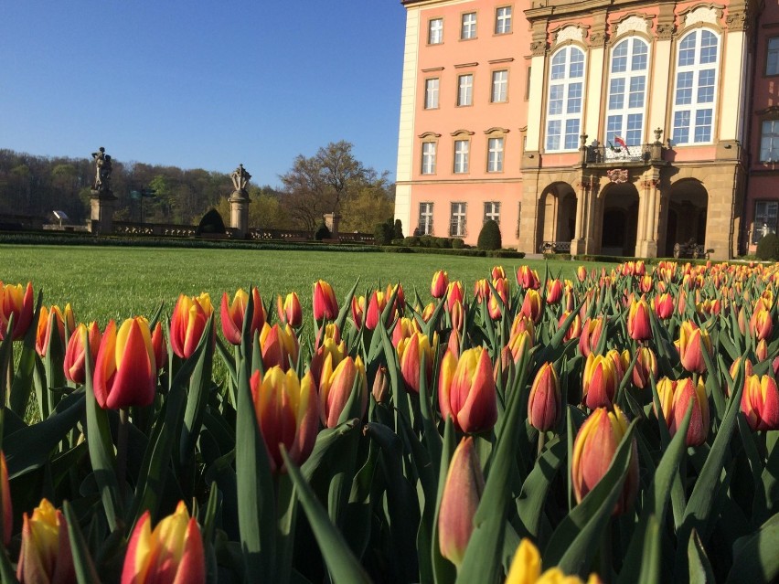 Tulipany na Dziedzińcu Honorowym zamku Książ