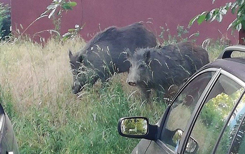 Od kilku dni dwa wielkie dziki zamiast w lesie, grasują po...