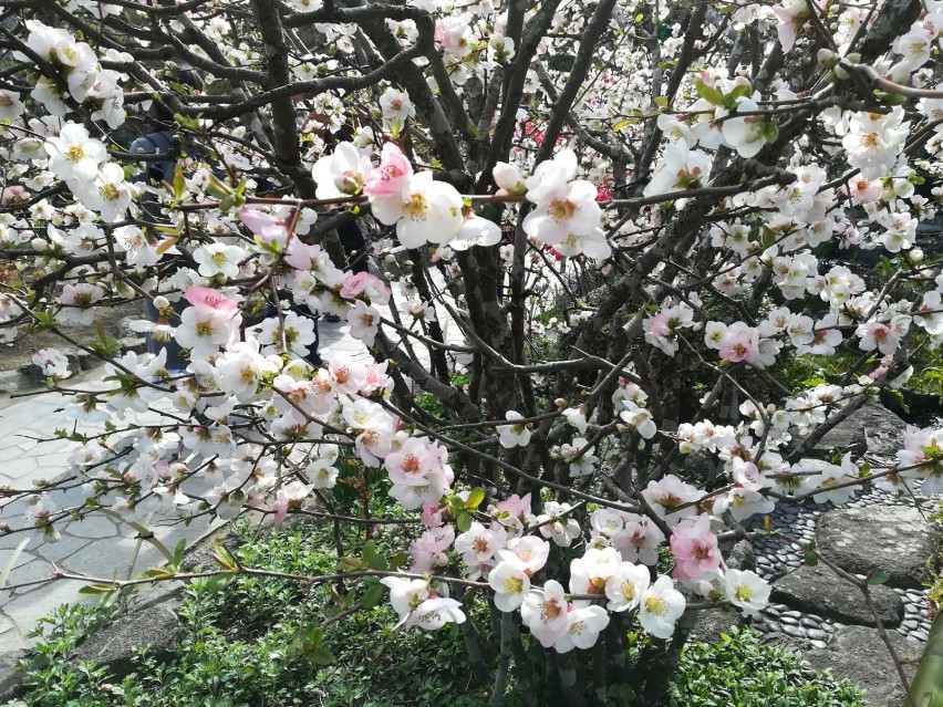 Relacja ze Święta Kwitnącej Wiśni. Na żywo, prosto z Tokio! Zobacz!