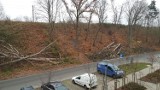 Dlaczego zniknęły drzewa przy ul. Tenisowej w Szczecinie? Miasto wyjaśnia 