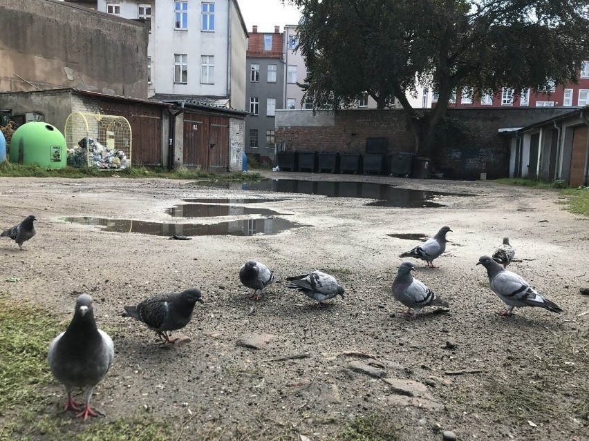 Zaniedbane i zalewane podwórko przy ulicy Staszica w Słupsku