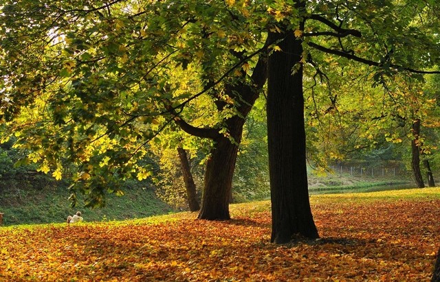 Jesienią, mimo zaniedbania, park wygląda uroczo