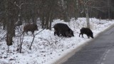 Ta rzeź dzików u nas, czy jednak  za oceanem? [UWAGA! DRASTYCZNY FILM]