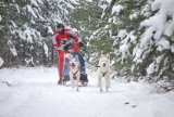 Wyścigi psich zaprzęgów: Łodzianie i ich psy zdobywają medale w Europie
