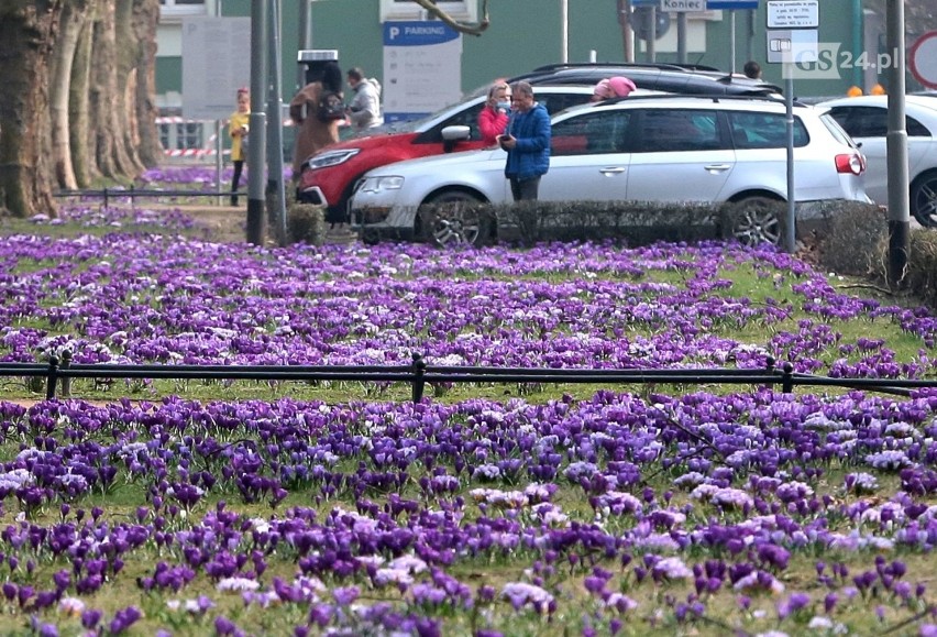 Krokusy na Jasnych Błoniach w Szczecinie. Jest już dywan kwiatów! Zobacz ZDJĘCIA