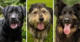 Są cudowne! Psy do adopcji w Bielsku-Białej. Te kochające i mądre czworonogi szukają domu. Poznajcie je!