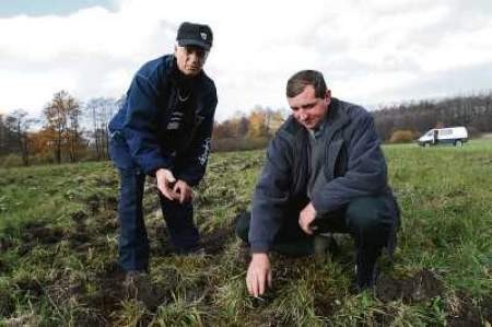 Jerzy Czech i Stefan Komor układają zrytą przez dziki  trawę