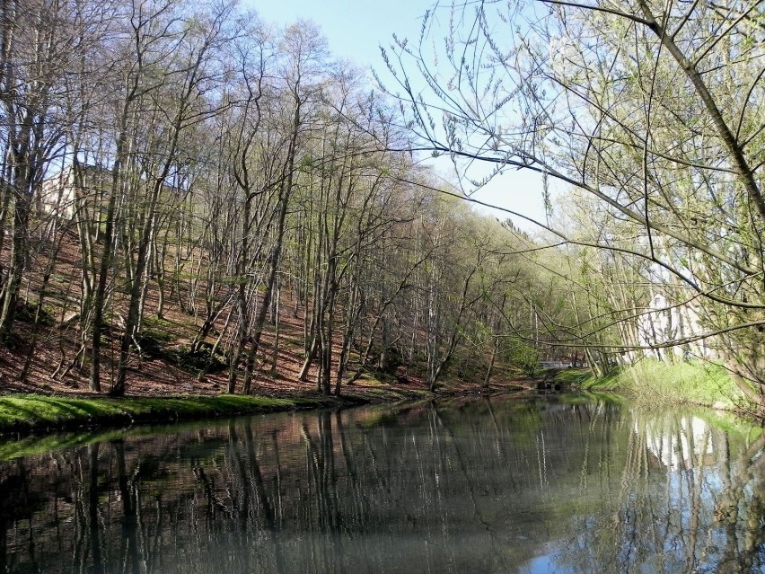 Staw w wiosennej odsłonie. Fot. Darek Szczecina