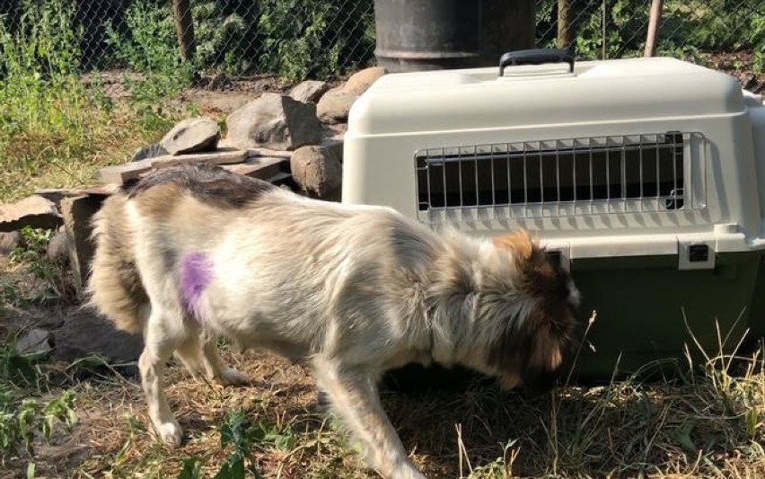 Szczeniaki wrzucone do wędzarni. Mogły ugotować się żywcem. Kolejna interwencja OTOZ Animals Inspektorat Zielona Góra 