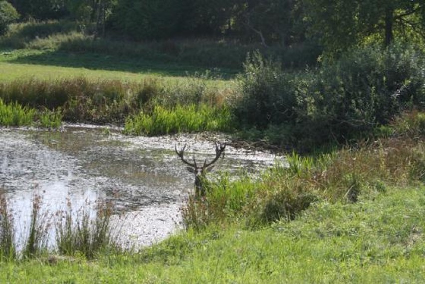 Jeleń wpadł do bagna pod Orzechowem