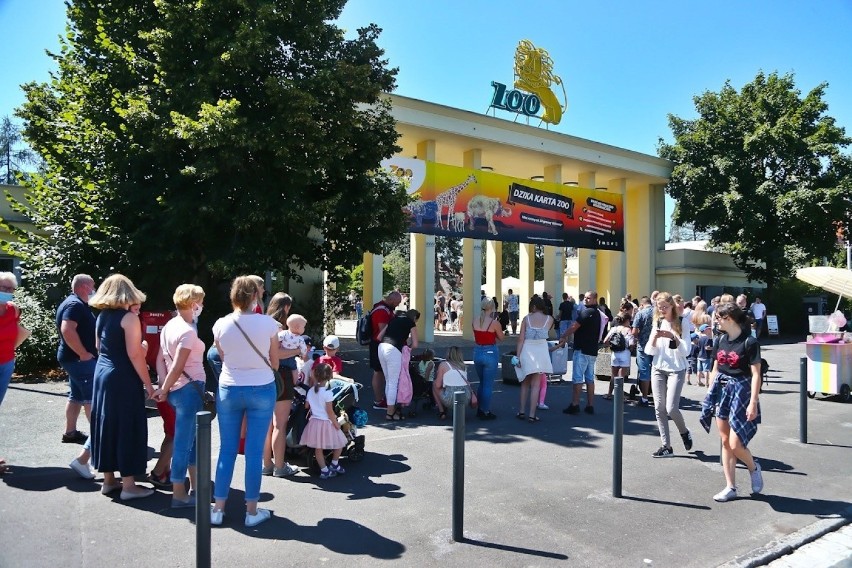 Tłumy przed wejściem do zoo we Wrocławiu. Trzeba stać w kolejce kilka godzin [ZDJĘCIA]