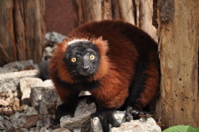 Rudy lemur wari rudy z wrocławskiego zoo