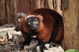 Lemury-czyściochy i mrównik wcinający owady we wrocławskim zoo [wideo]