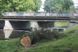 Wycinka drzew w Tomaszowie: Tną drzewa na bulwarach