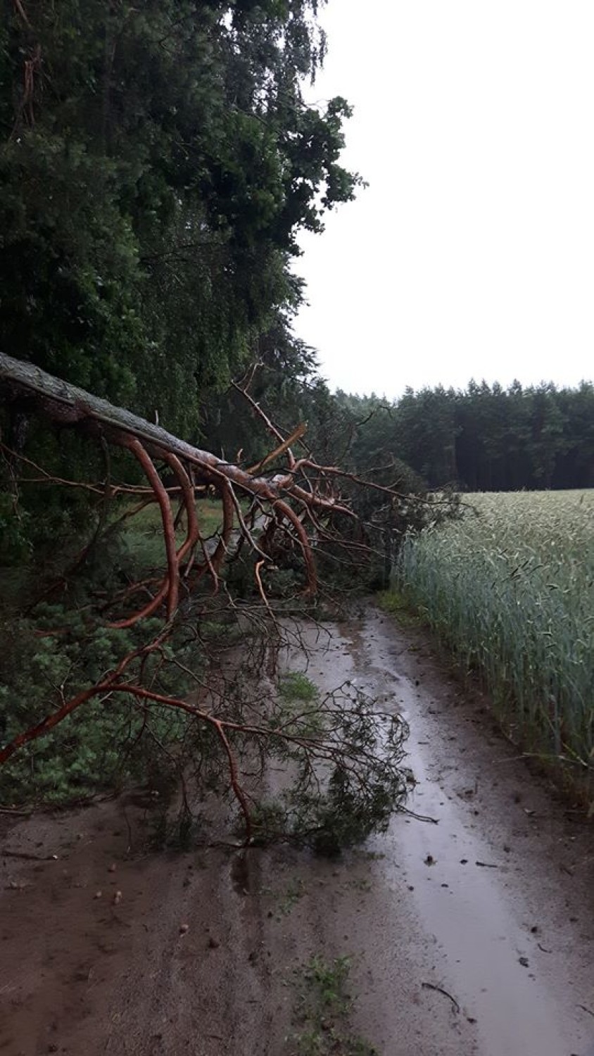 Strażacy w powiecie świeckim interweniują. Drzewa łamały się jak zapałki. Zobacz zdjęcia