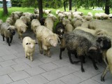 Tour de Pologne: Stada owiec pojawią się przy trasie wyścigu