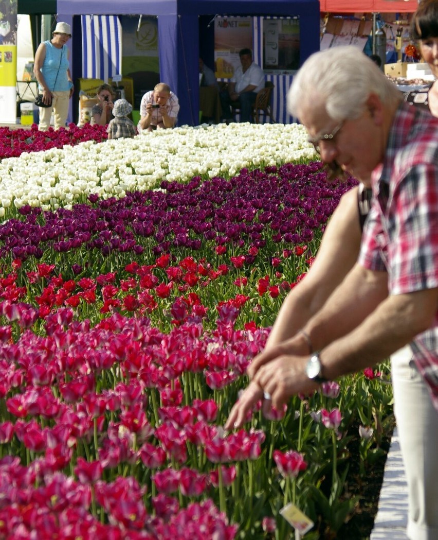 Międzynarodowe targi tulipanów w Chrzypsku Wielkim - 1 maja