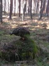 Bliskie spotkanie z orłem bielikiem w lesie koło Szczecinka [zdjęcia]