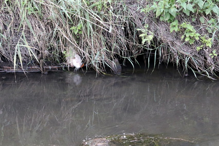 Nutria z Nacyny uratowana! Skrócono zwierzęciu siekacze!