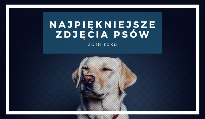 Najpiękniejsze zdjęcia psów 2018 - fotografie, które podbiją wasze serca [GALERIA]