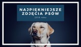 Najpiękniejsze zdjęcia psów 2018 - fotografie, które podbiją wasze serca [GALERIA]