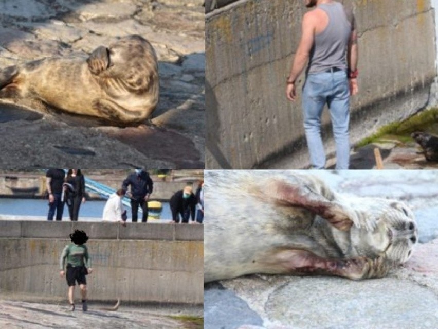 Gdyńscy plażowicze nękają foki, które próbują odpocząć na plaży. Jedna z nich - Bolenka - nie przeżyła. Policja zajmie się zwierzętami