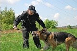 Mikołow: Psy policyjne przeszły szkolenie ze swoimi opiekunami