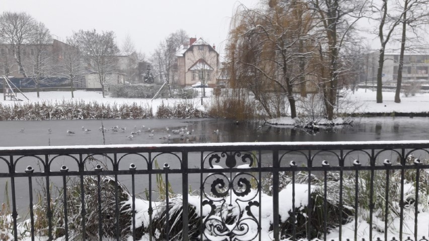 Pruszcz Gdański zimą. Przysypane śniegiem ulice i park tworzą zimowy klimat [ZDJĘCIA]