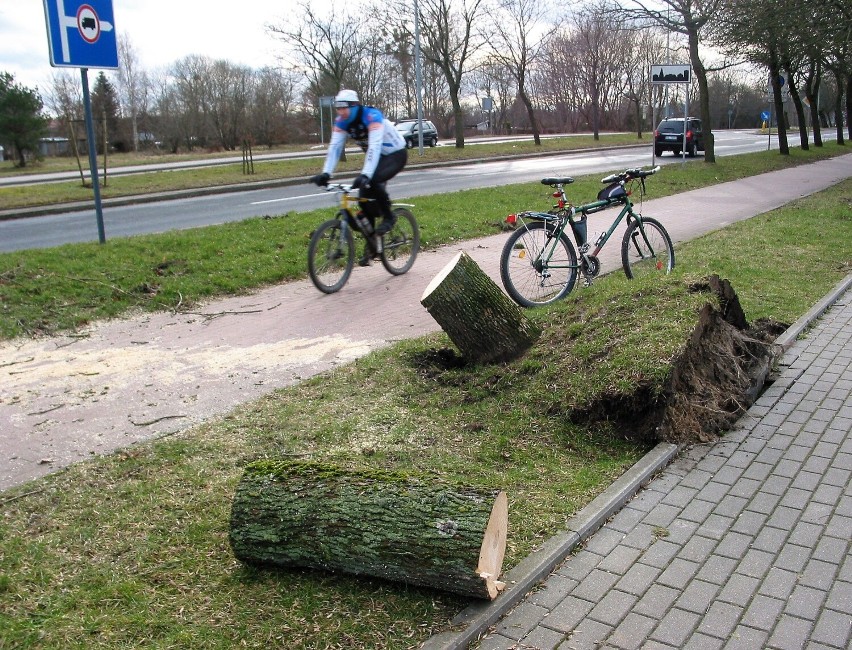 Drzewa przy drodze rowerowej Słupsk – Redzikowo padały jak...