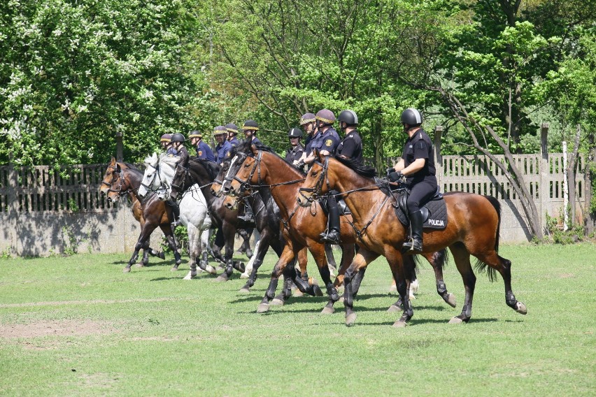 Ćwiczenia oddziałów konnych straży miejskiej i policji w...