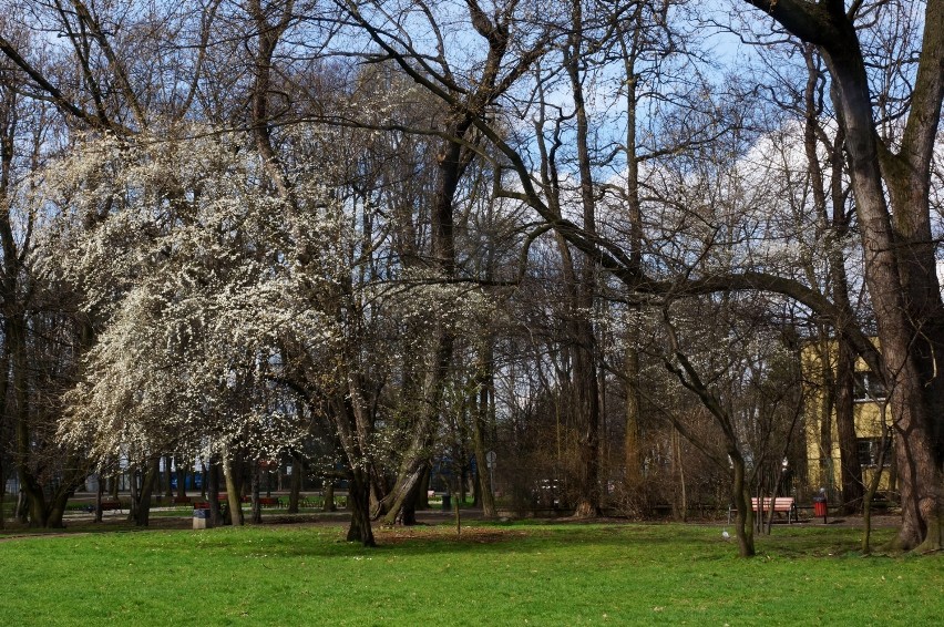 Wiosna 2014 w Mysłowicach