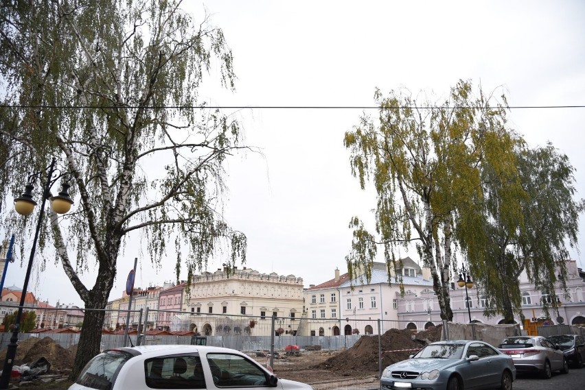 Ostatnie drzewa w jarosławskim Rynku pod topór. Temat "betonozy" powraca [ZDJĘCIA]