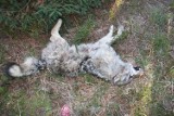 Młoda martwa wilczyca znaleziona w lesie między Tworogiem i Bruśkiem. Prawdopodobnie potrącił ją samochód ZDJĘCIA