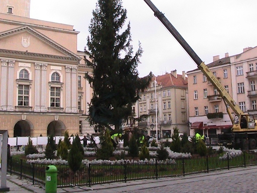Świąteczna choinka stanęła na Głównym Rynku w Kaliszu