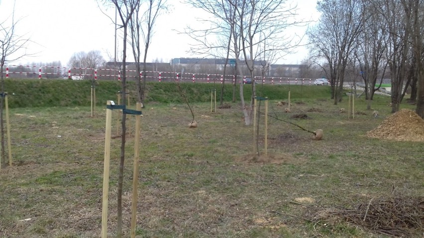 Posadzili nowe drzewa w Parku Harcerskim w Świdnicy
