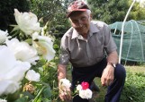 Krzew róży z białymi i czerwonymi różami rośnie w ogrodzie Ronalda Winklera [ZDJĘCIA]