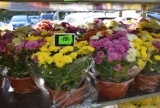 Zielona Góra: ile kosztują kwiaty i znicze? Sprawdziliśmy!