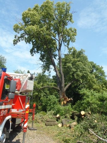 Funkcjonariusze straży pożarnej w Obornikach usuwali połamane gałęzie