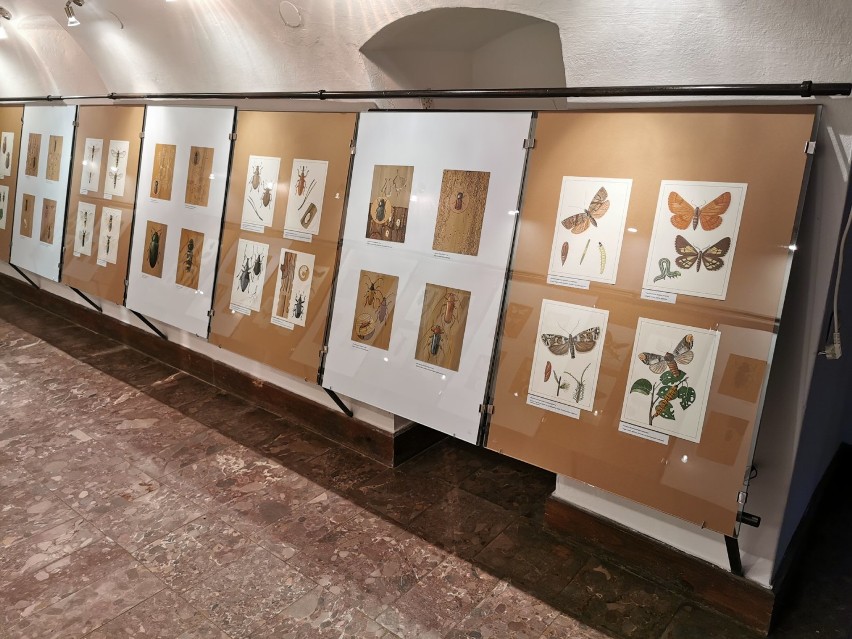 Życie owadów na wystawie w Ośrodku Kultury Leśnej