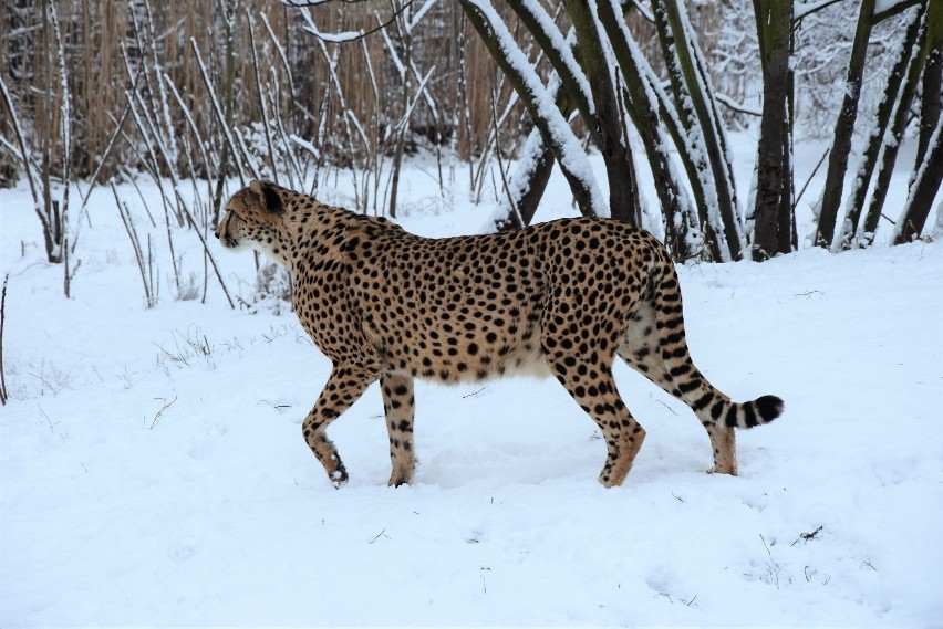 Zimowy spacer po zoo - gepard na śniegu