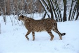Gepardy i kangury na śniegu. Zimowy spacer po zoo, Wyspie Bolko i Pasiece [ZDJĘCIA]