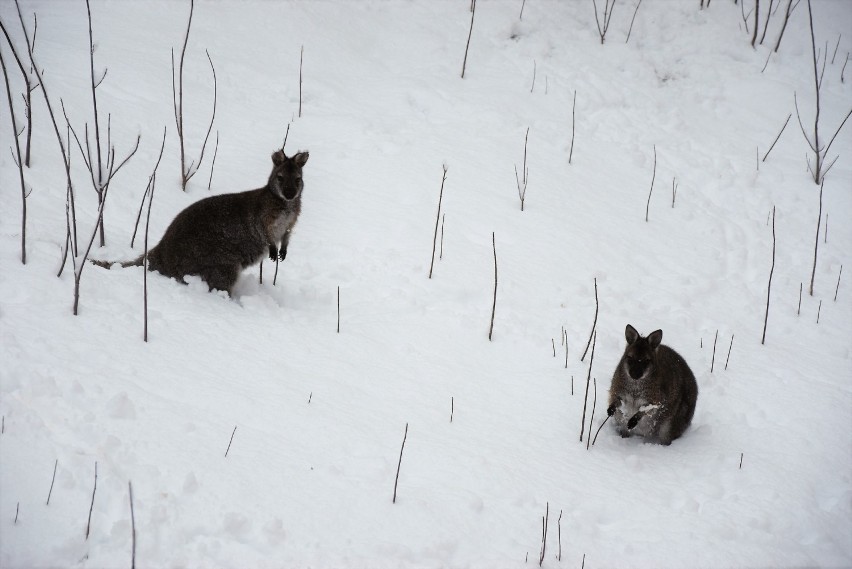 Zimowy spacer po zoo - kangury na śniegu